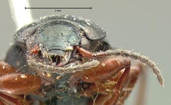 Media type: image;   Entomology 7394 Aspect: head frontal view
